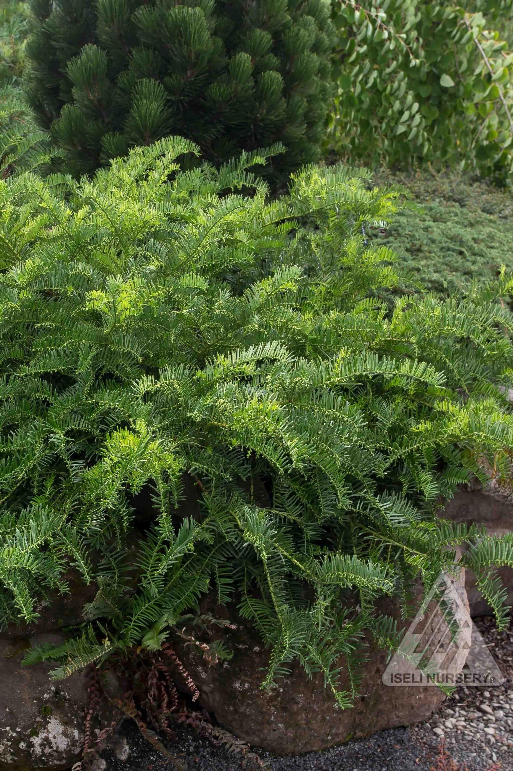 Cephalotaxus harringtonia 'Prostrata' #6 decorative flowerpot  
