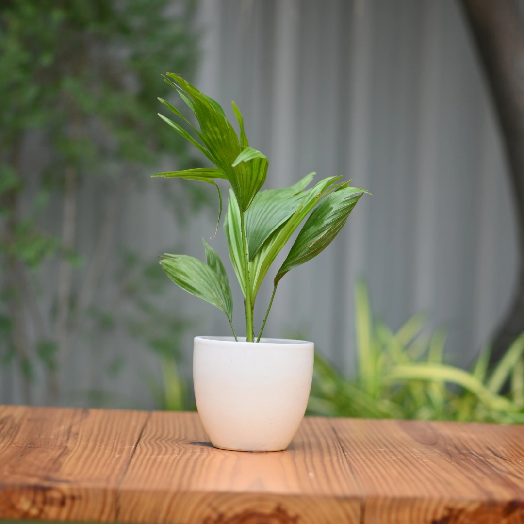 Ceramic 5" Kullad Pot hanging green plant  
