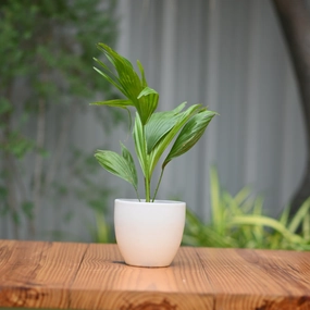 Ceramic 5" Kullad Pot hanging green plant  
