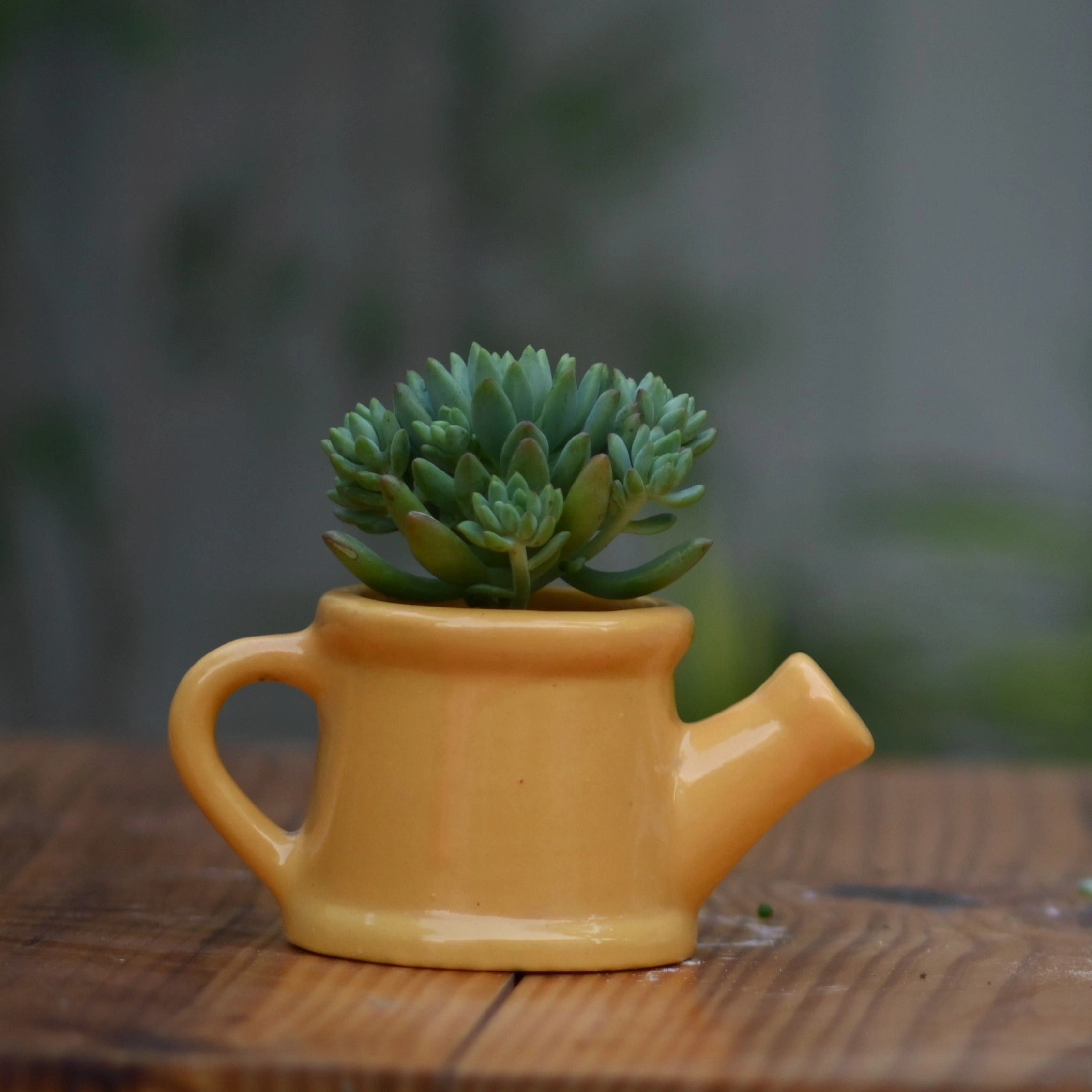 Ceramic Baby Watering Can Pot For Plants cactus succulent plant  