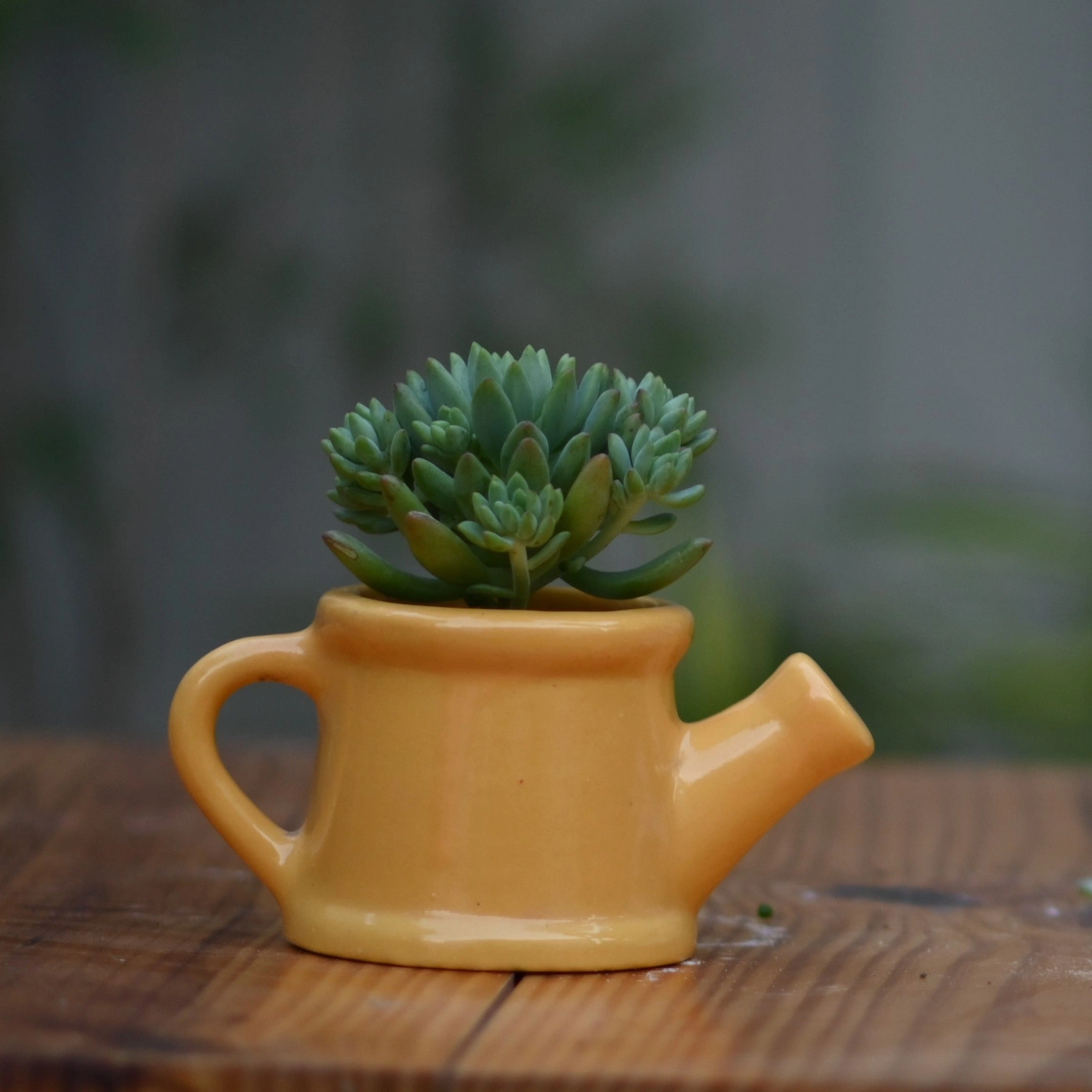 Ceramic Baby Watering Can Pot For Plants hanging green plant  