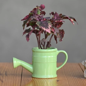 Ceramic Band Watering Can Pot hanging green plant  