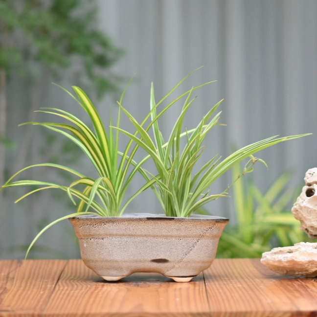 Ceramic Bonsai Oval Pot For indoor/Outdoor
