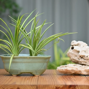Ceramic Bonsai Oval Pot For indoor/Outdoor hanging green plant  