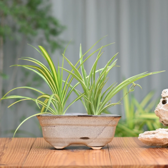 Ceramic Bonsai Oval Pot For indoor/Outdoor