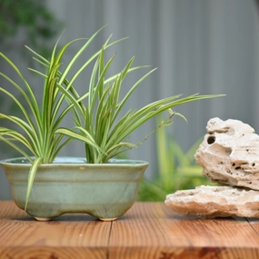 Ceramic Bonsai Oval Pot For indoor/Outdoor desktop planter  