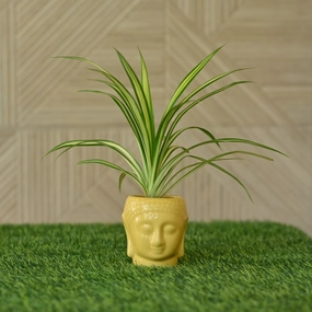 Ceramic Buddha Planter/Pot hanging green plant  