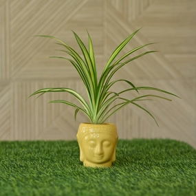 Ceramic Buddha Planter/Pot shade perennial  