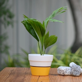 Ceramic Classic Band Pot/Planters shade perennial  