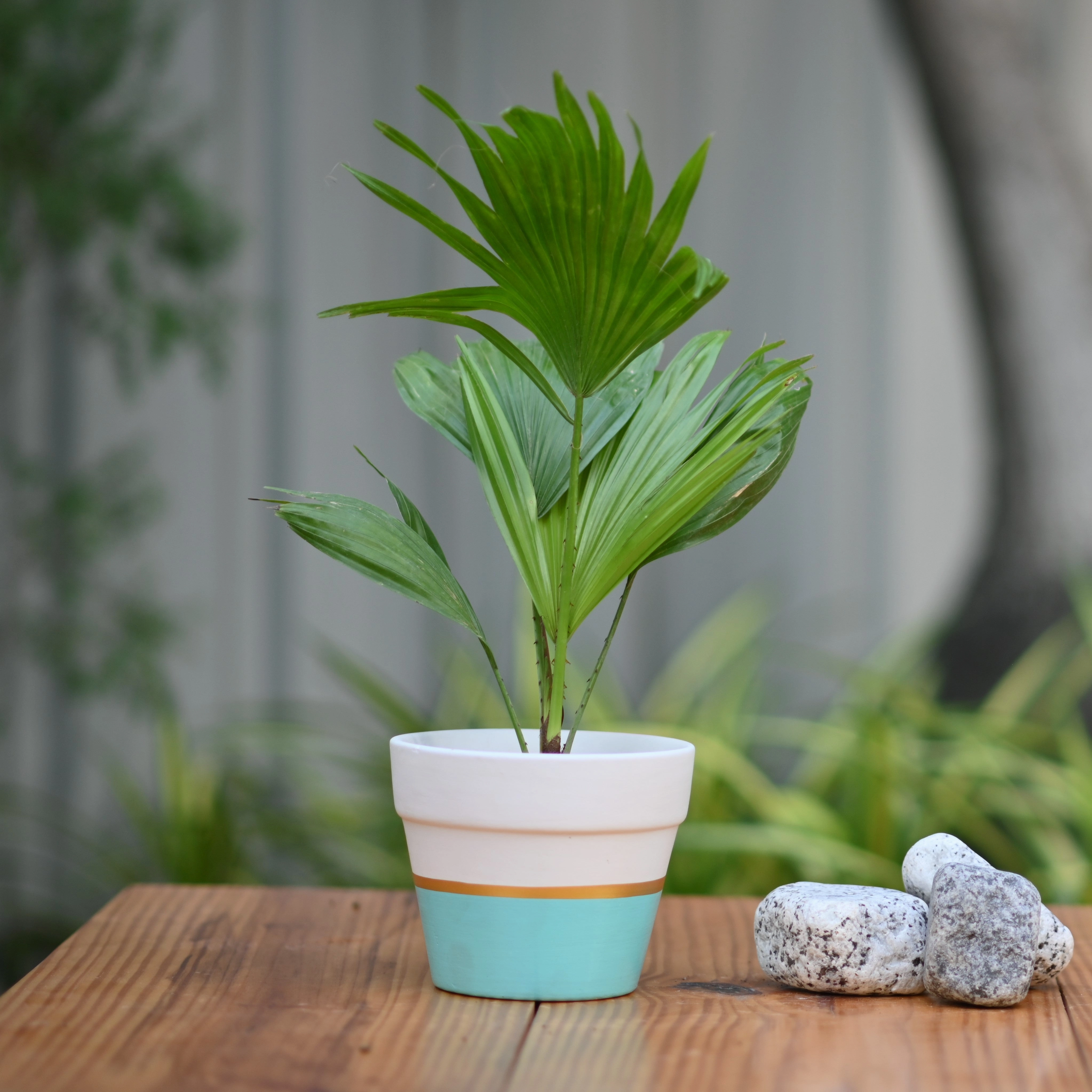 Ceramic Classic Band Pot/Planters