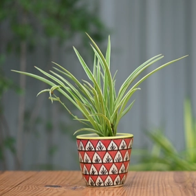 Ceramic Classic Fern Print Pot/Planter For Plants shade perennial  