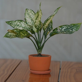 Ceramic Classic Terracotta Planter with Tray shade perennial  