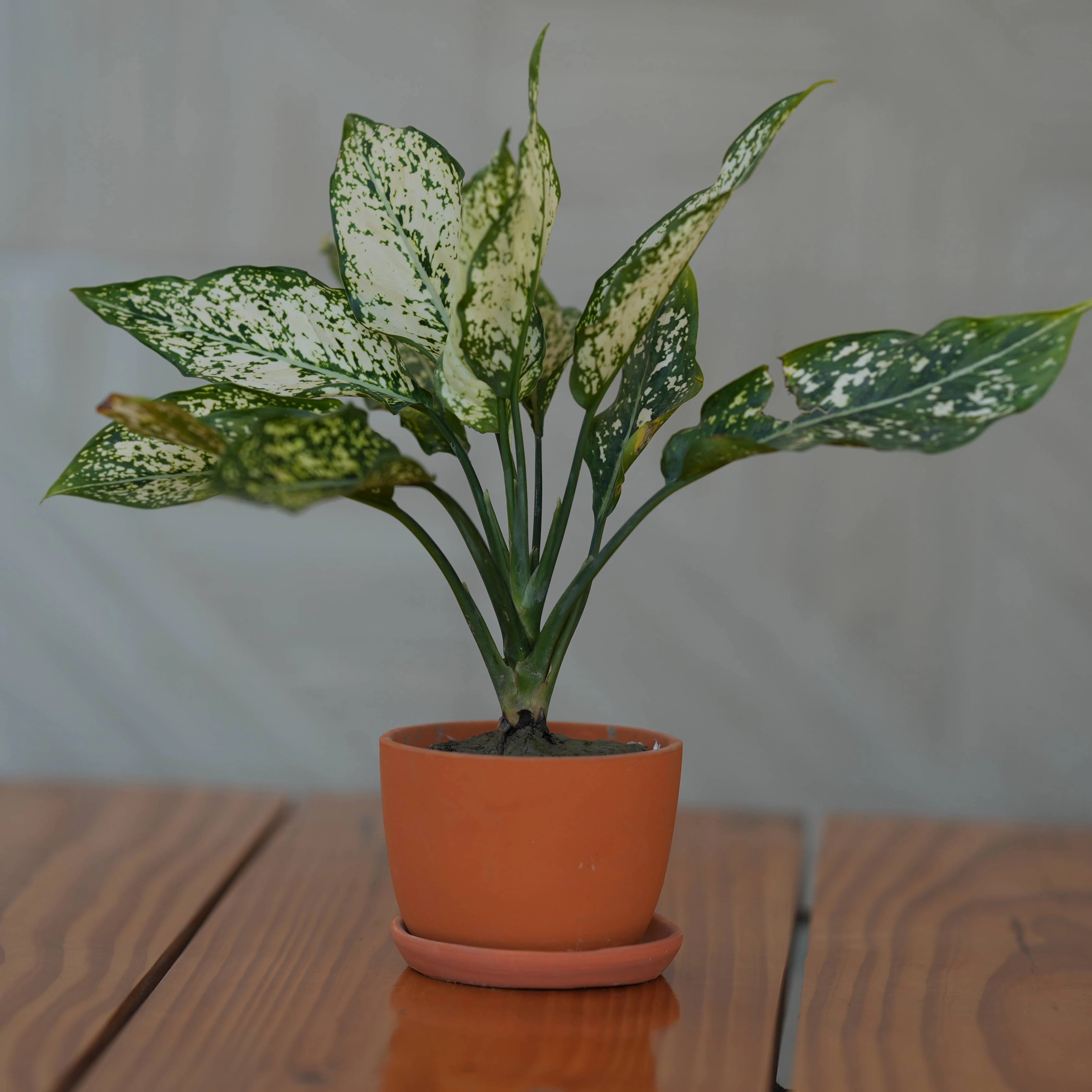 Ceramic Classic Terracotta Planter with Tray shade perennial  
