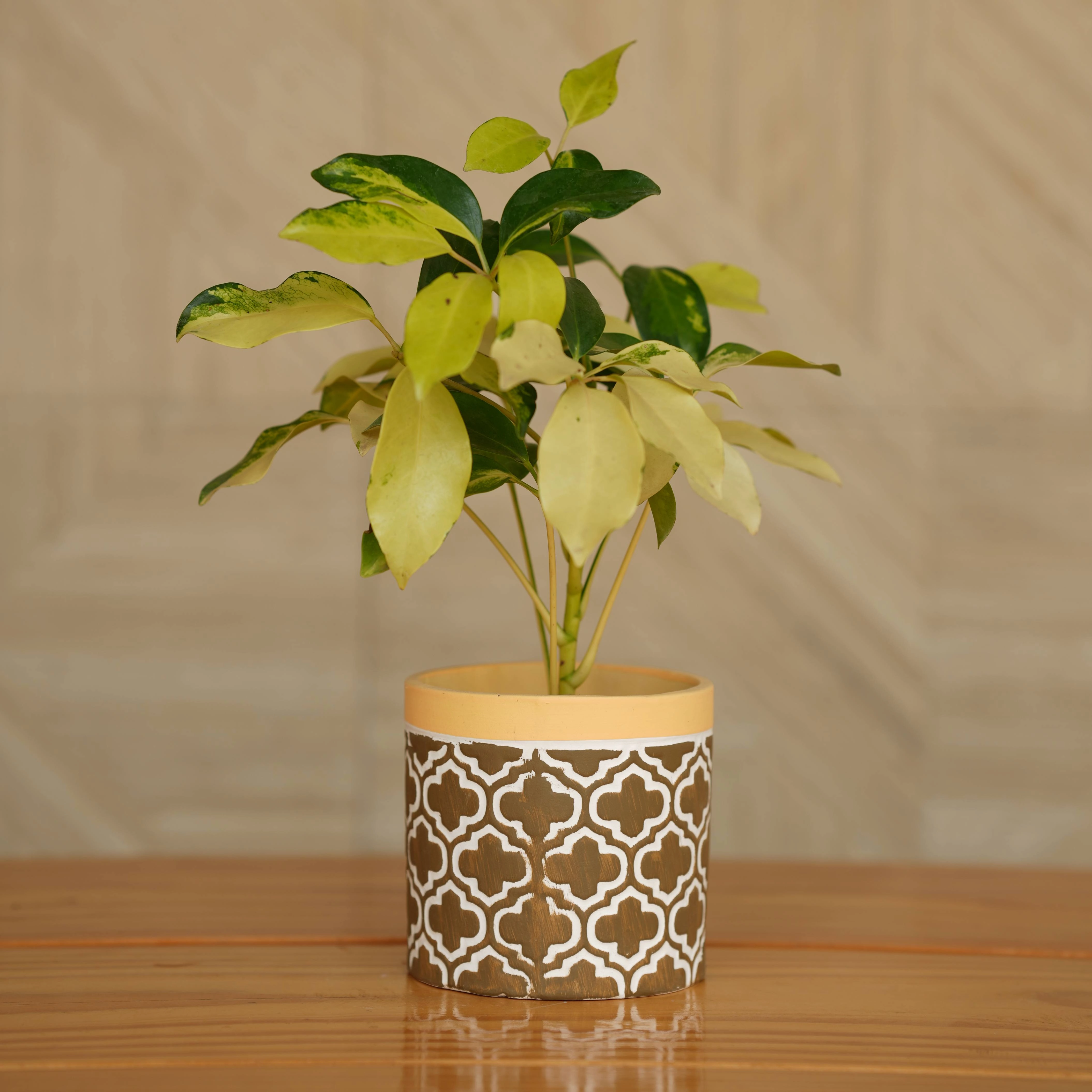 Ceramic Contemporary Wooden Accents Planter/ Pot For Plants