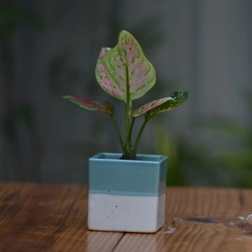 Ceramic Cube Pot 3" For Plants shade perennial  