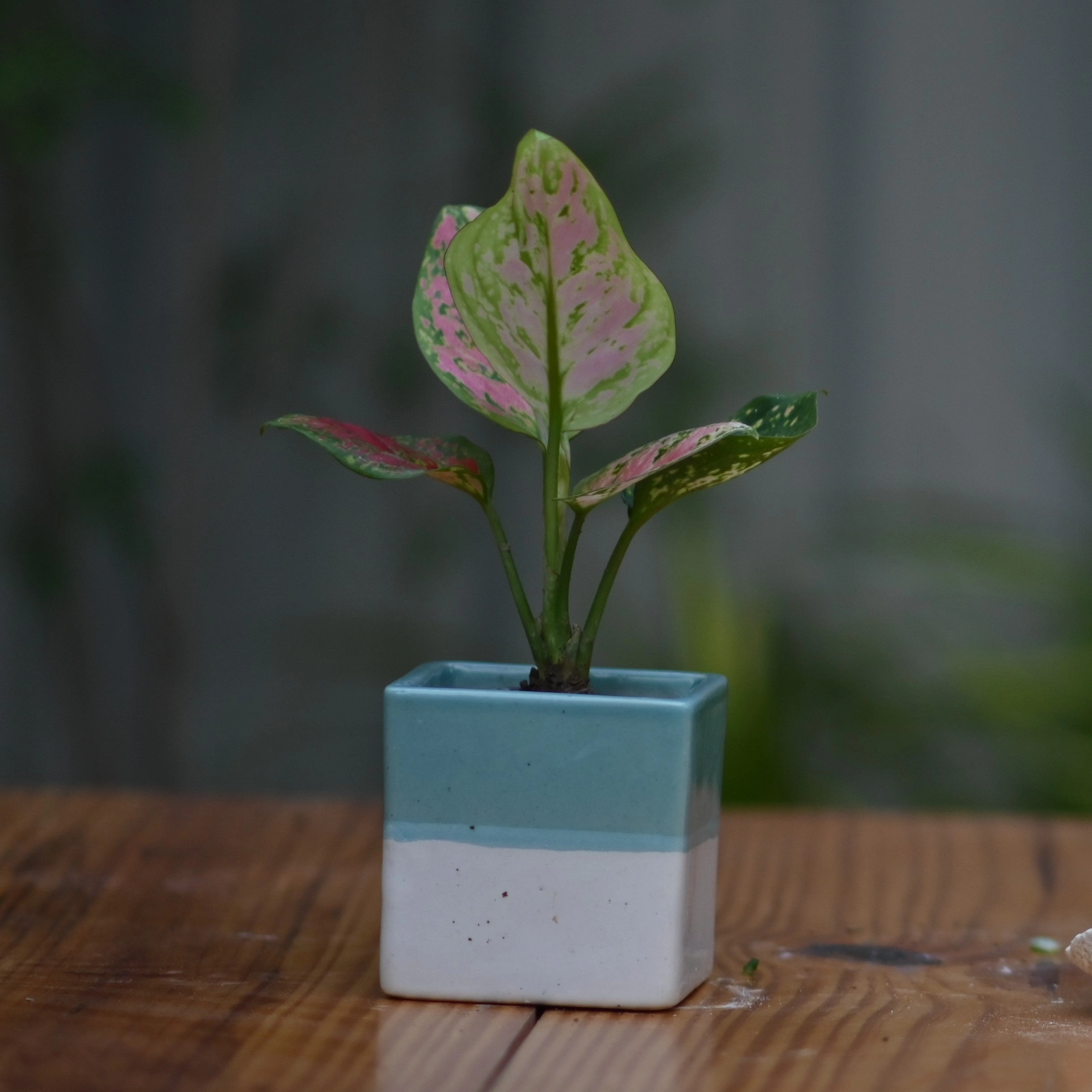 Ceramic Cube Pot 3" For Plants shade perennial  