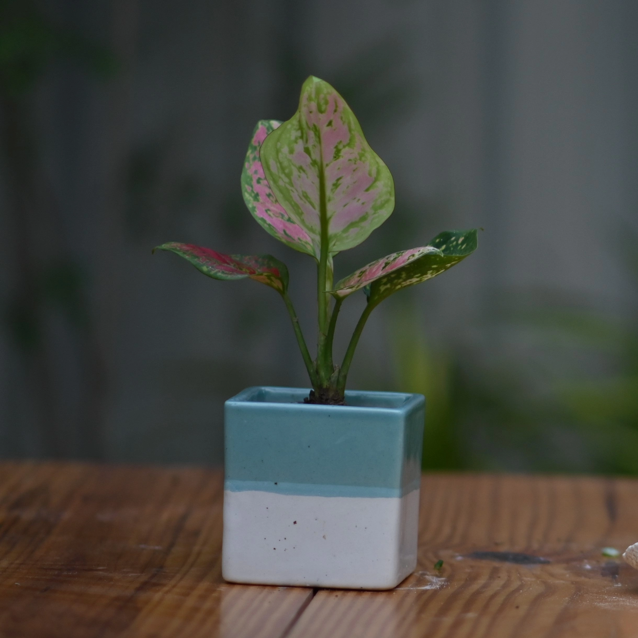 Ceramic Cube Pot 3" For Plants hanging green plant  