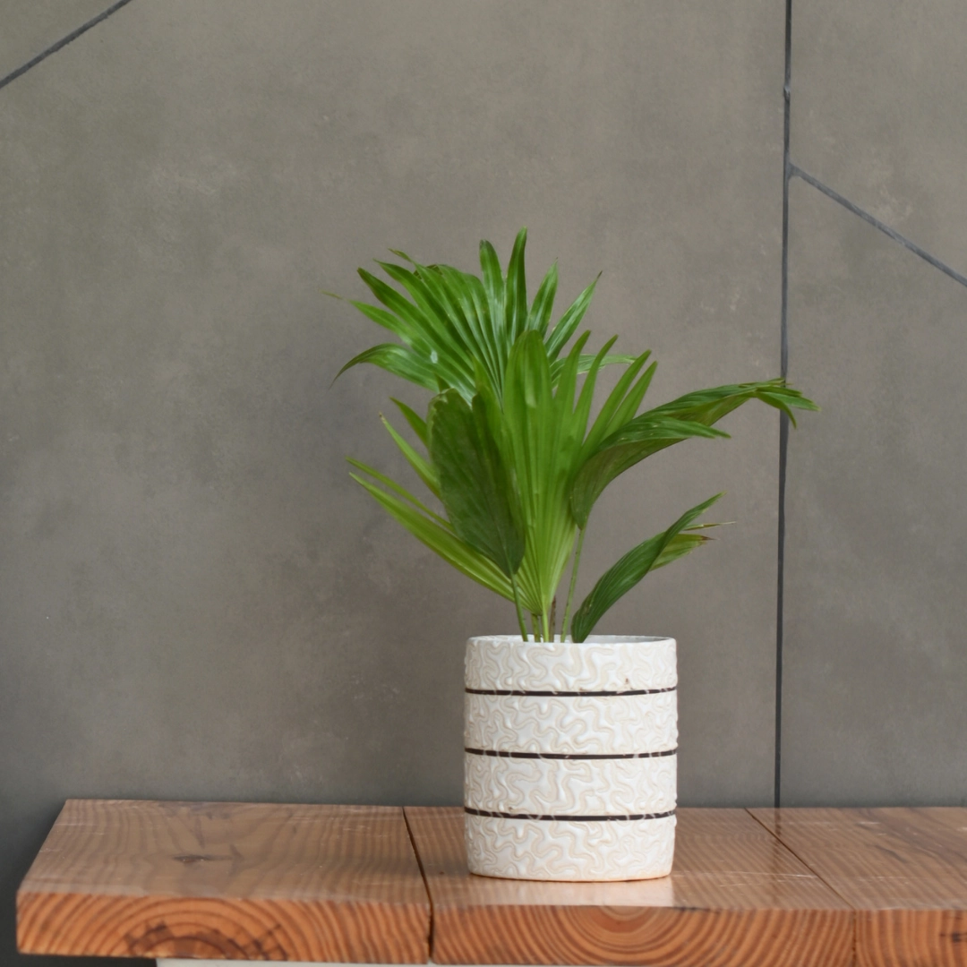 Ceramic Cylender 3D Golden Pot (White)