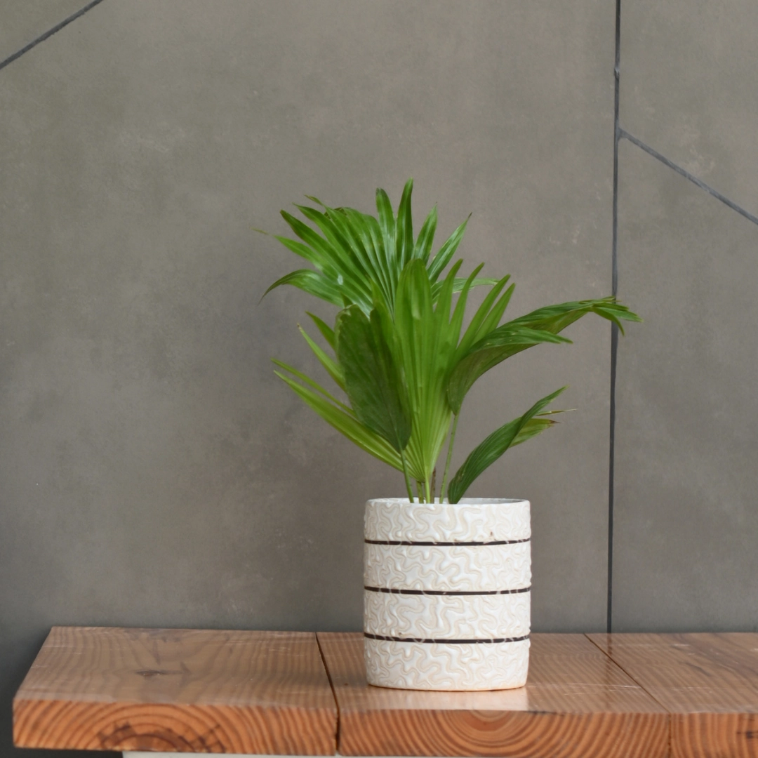 Ceramic Cylender 3D Golden Pot (White)