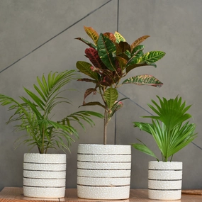 Ceramic Cylender 3D Golden Pot (White) shade perennial  