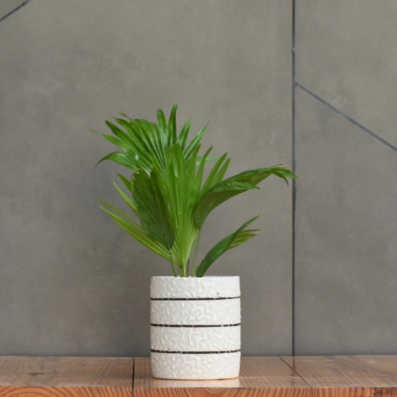 Ceramic Cylender 3D Golden Pot (White)