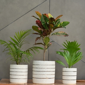 Ceramic Cylender 3D Golden Pot (White) classic flowerpot  