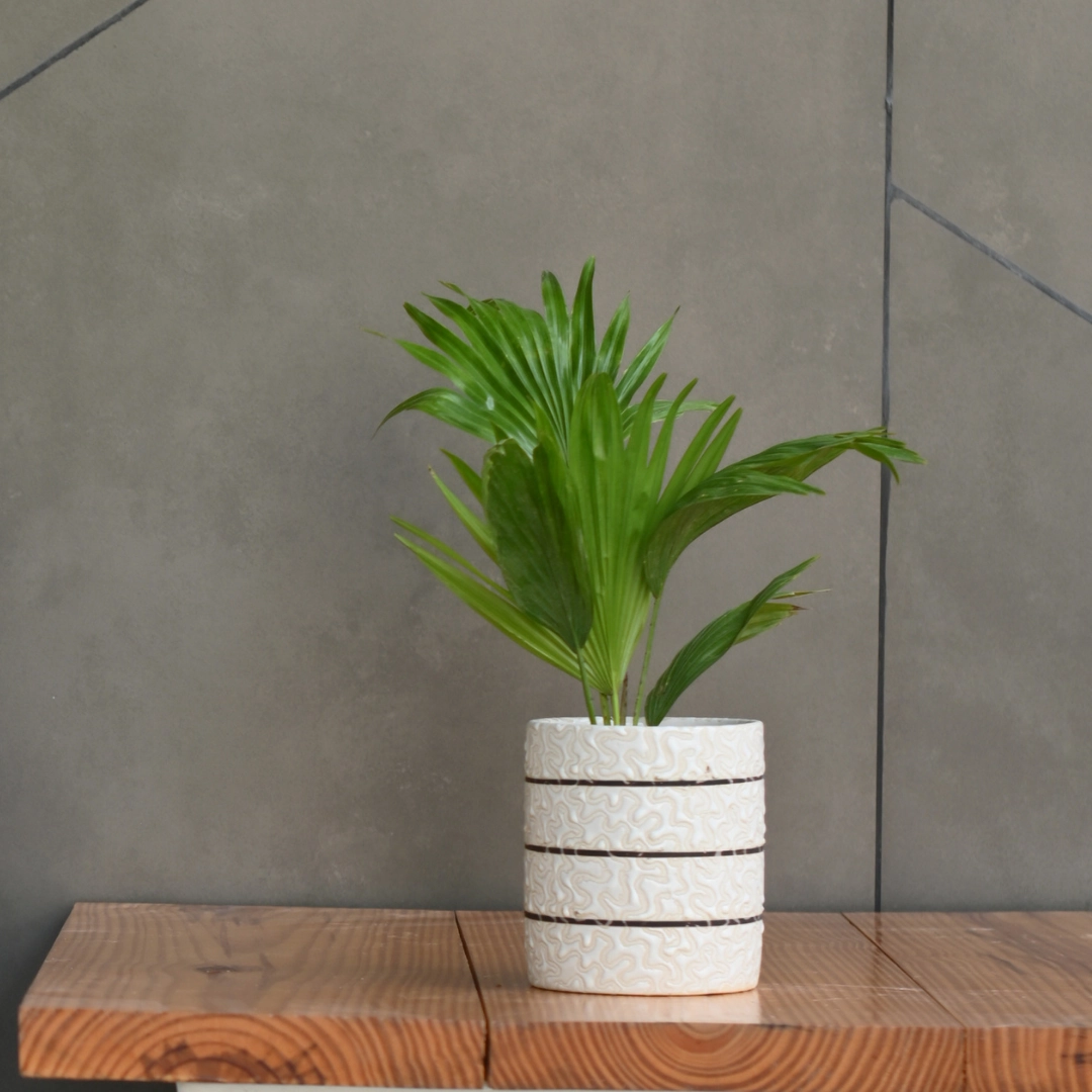 Ceramic Cylender 3D Golden Pot (White)