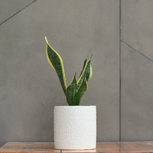Ceramic Cylender 3D Pot (White)
