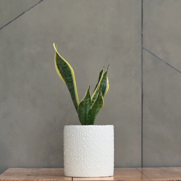 Ceramic Cylender 3D Pot (White)