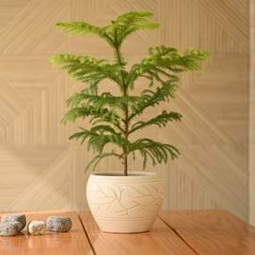 Ceramic Designer Apple Pot 9" desktop planter  