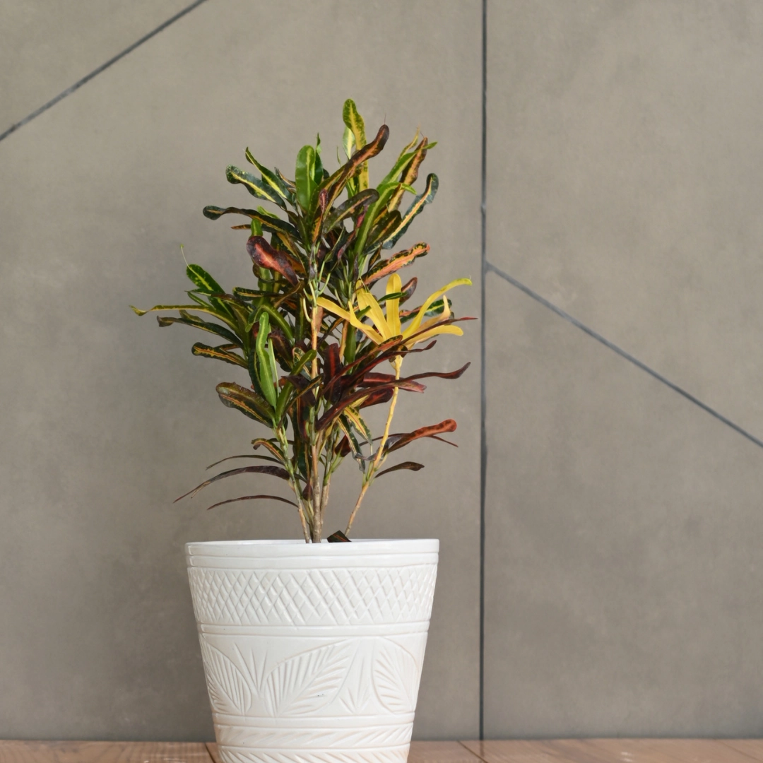 Ceramic Designer Cone Shape Leaf Design Pot, White