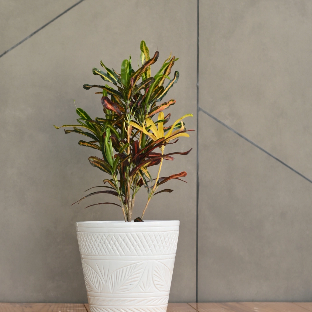 Ceramic Designer Cone Shape Leaf Design Pot, White