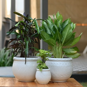 Ceramic Dholak Pot Criss-cross (White) classic flowerpot  