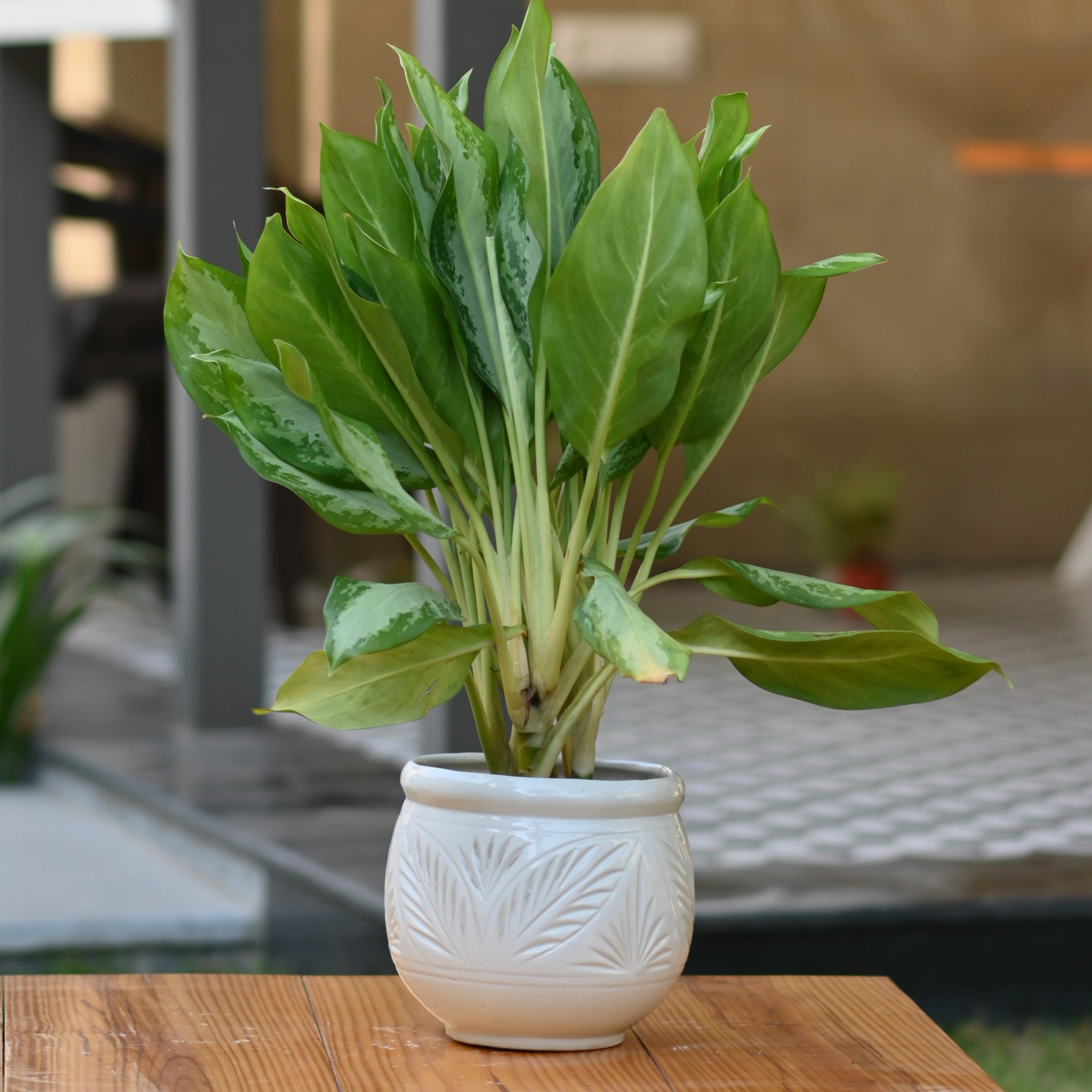 Ceramic Dholak Pot Leaf Pattern (White)