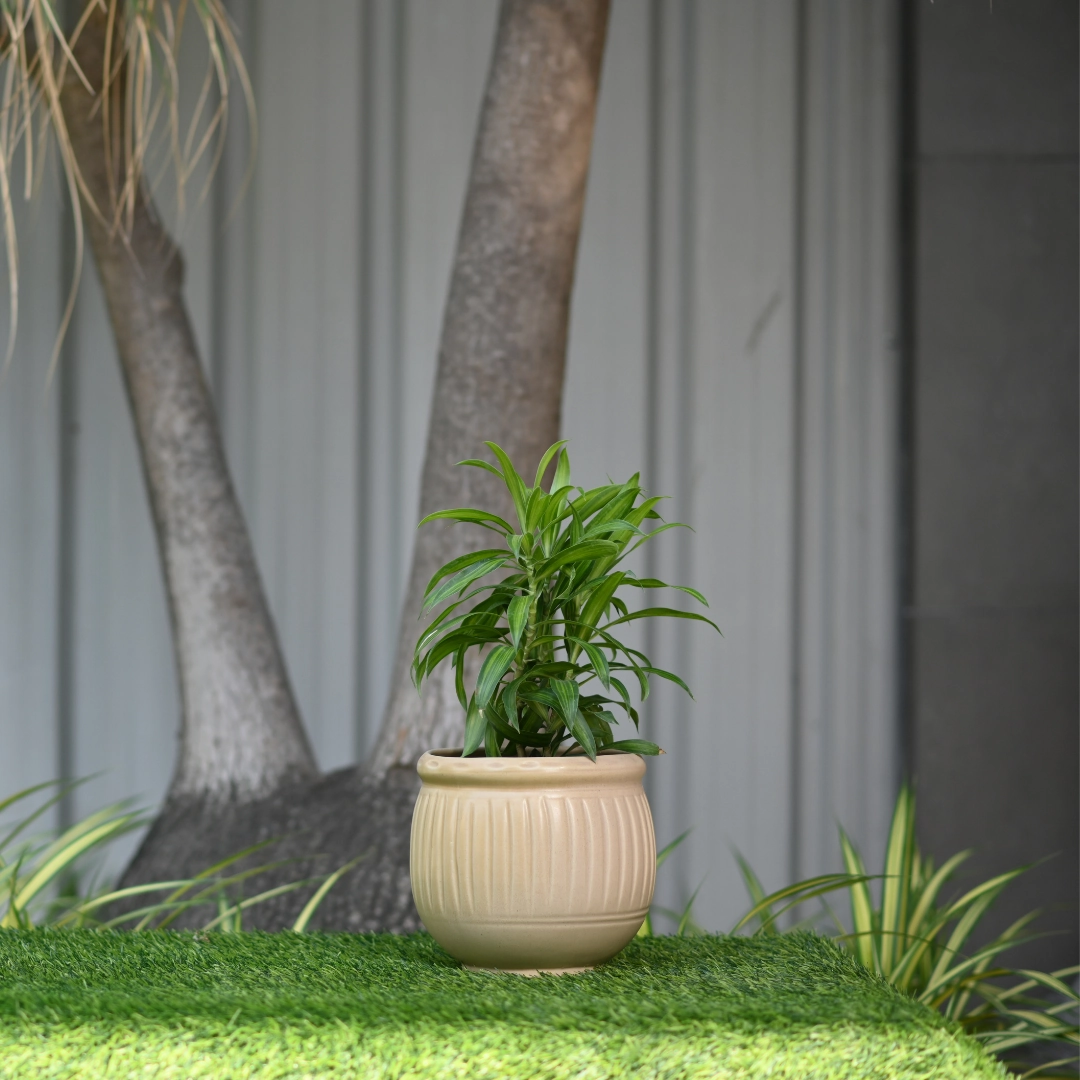 Ceramic Dholak Pot Vertical Ribbed (Cream)