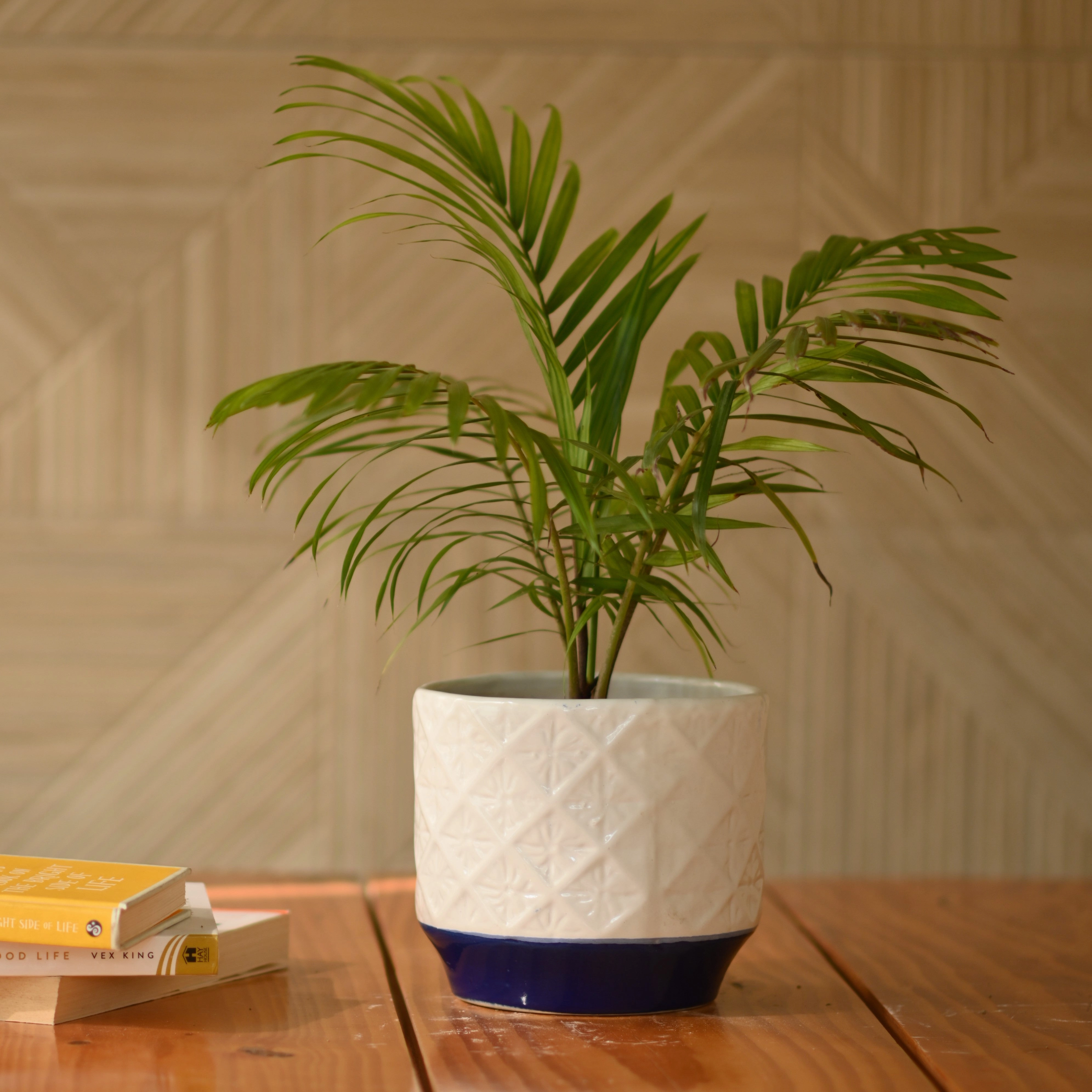 Ceramic Diamond Pot/Planter hanging green plant  