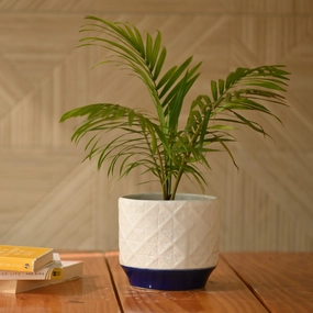 Ceramic Diamond Pot/Planter classic flowerpot  