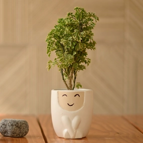 Ceramic Doll Pot/Planter For Plants hanging green plant  