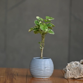 Ceramic Fish Bowl Pot For Plants hanging green plant  