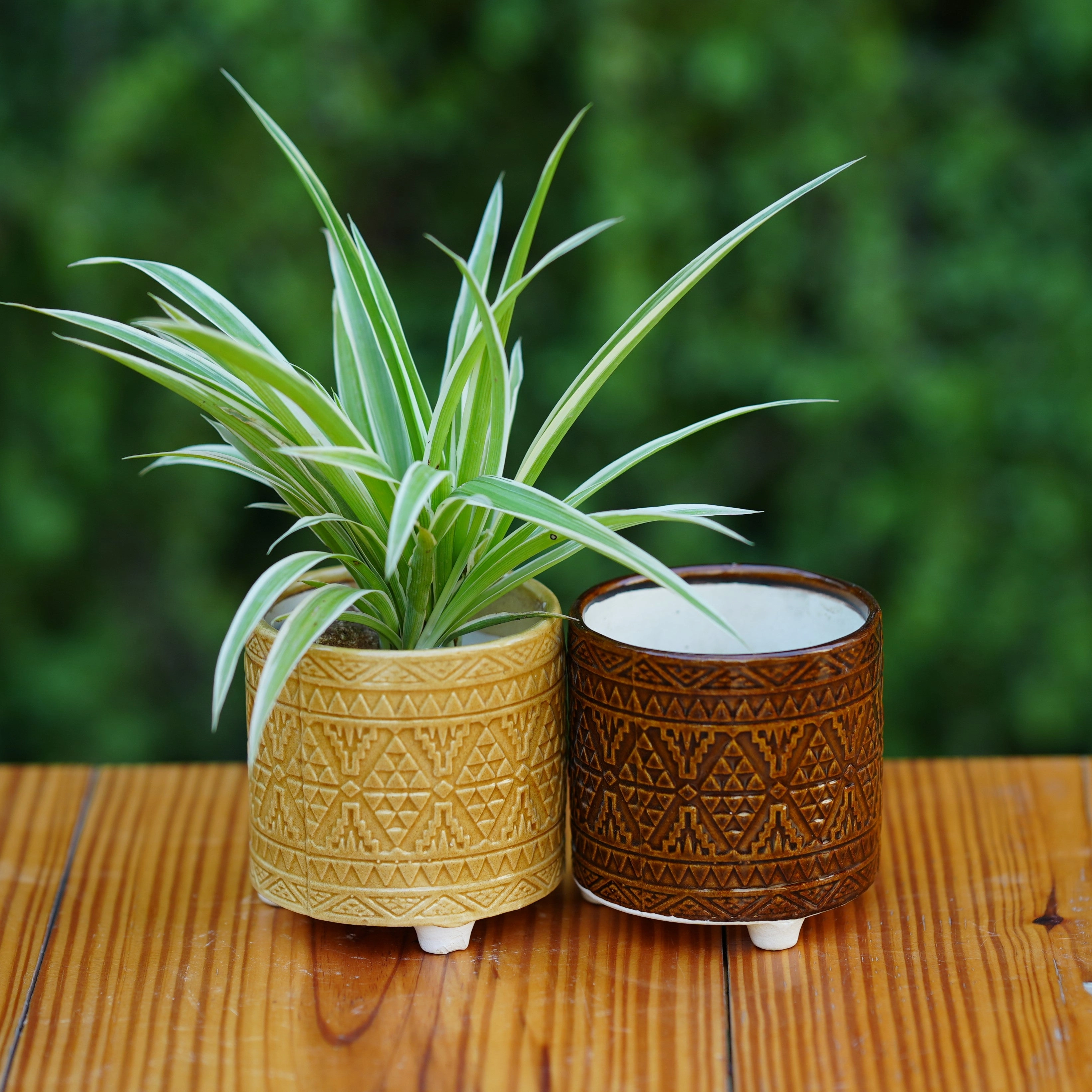 Ceramic Geometric Pattern Ceramic Planter with Three Feet shade perennial  
