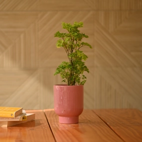 Ceramic Icecream Sundae Pot For Plants shade perennial  