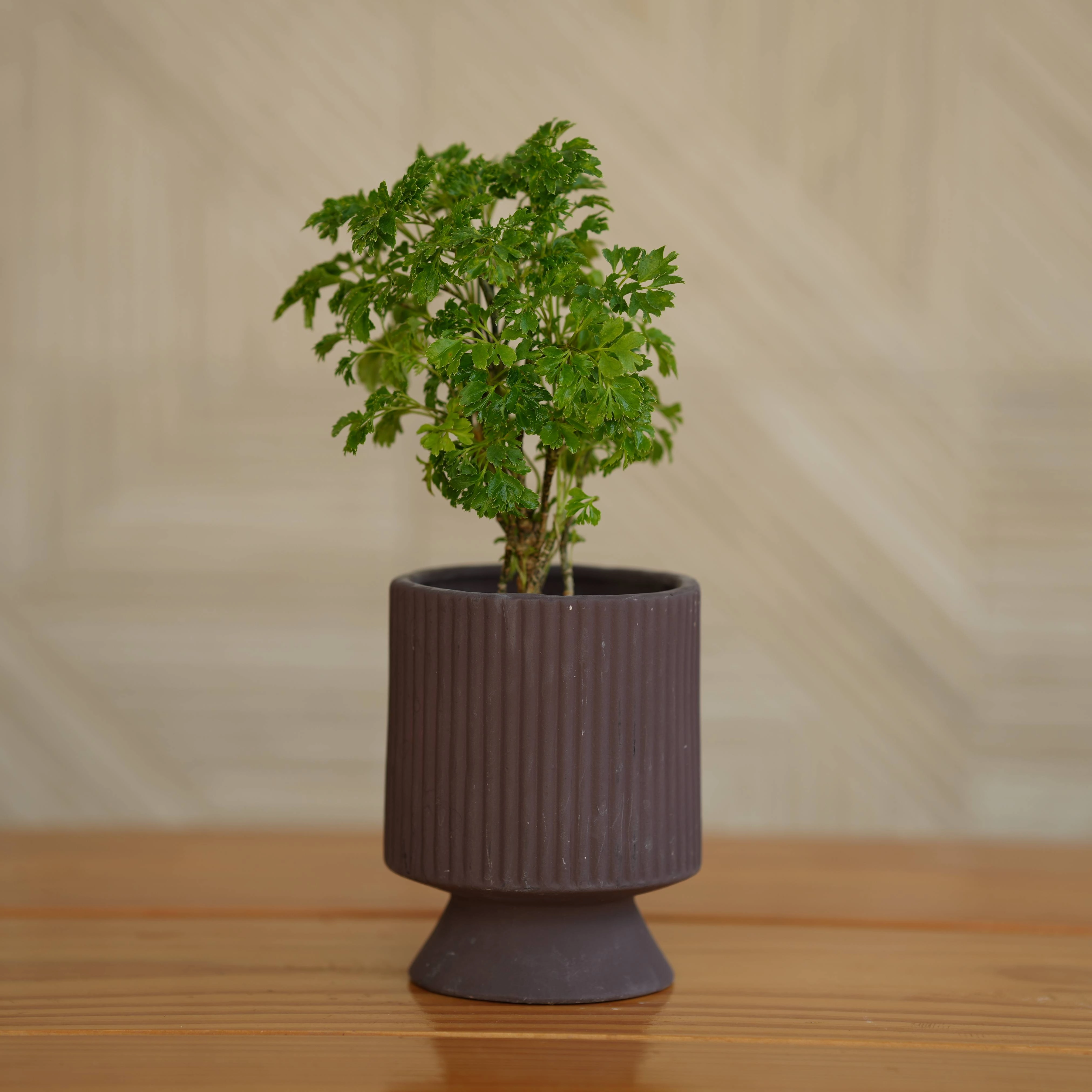 Ceramic Long Okhli Planter For Plants