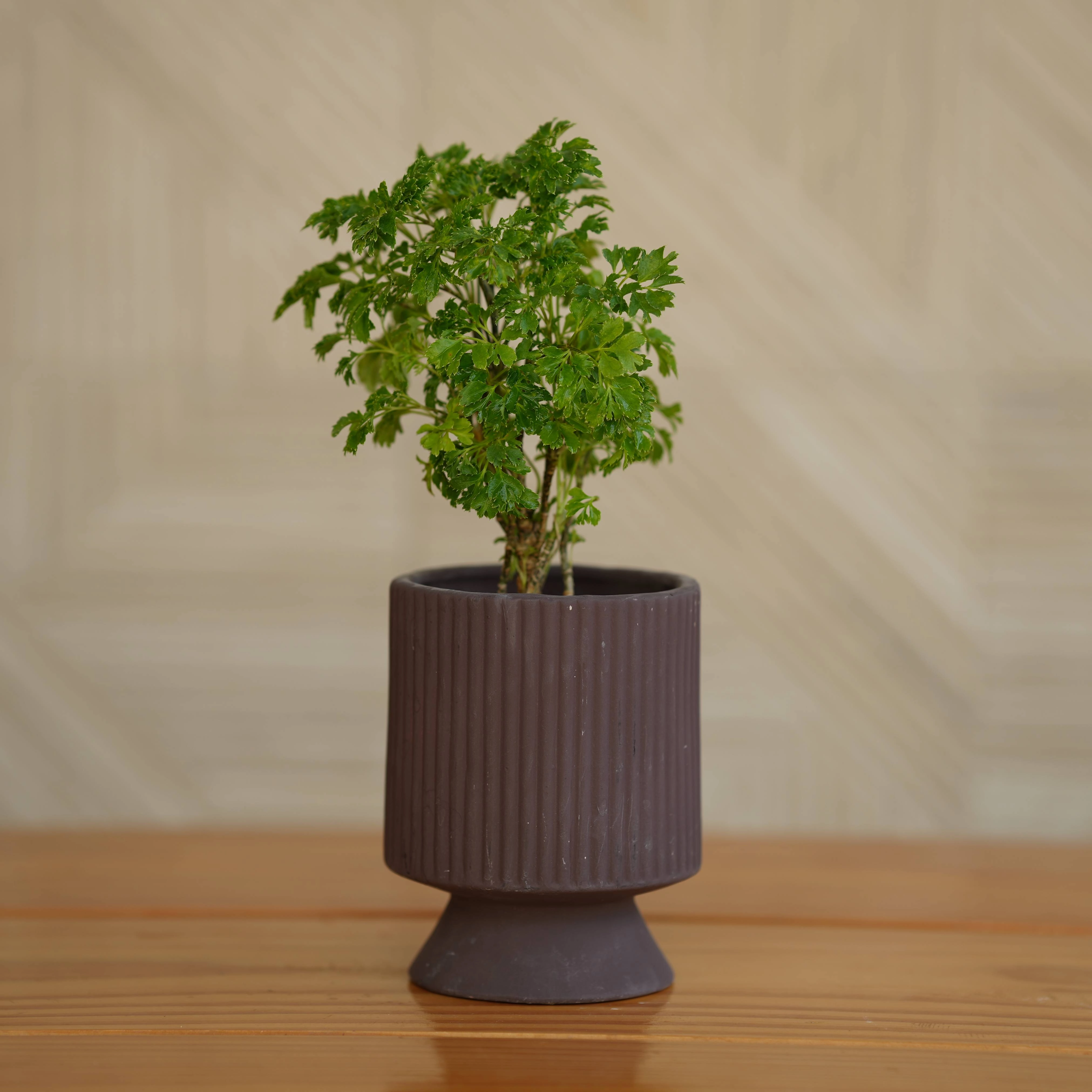 Ceramic Long Okhli Planter For Plants