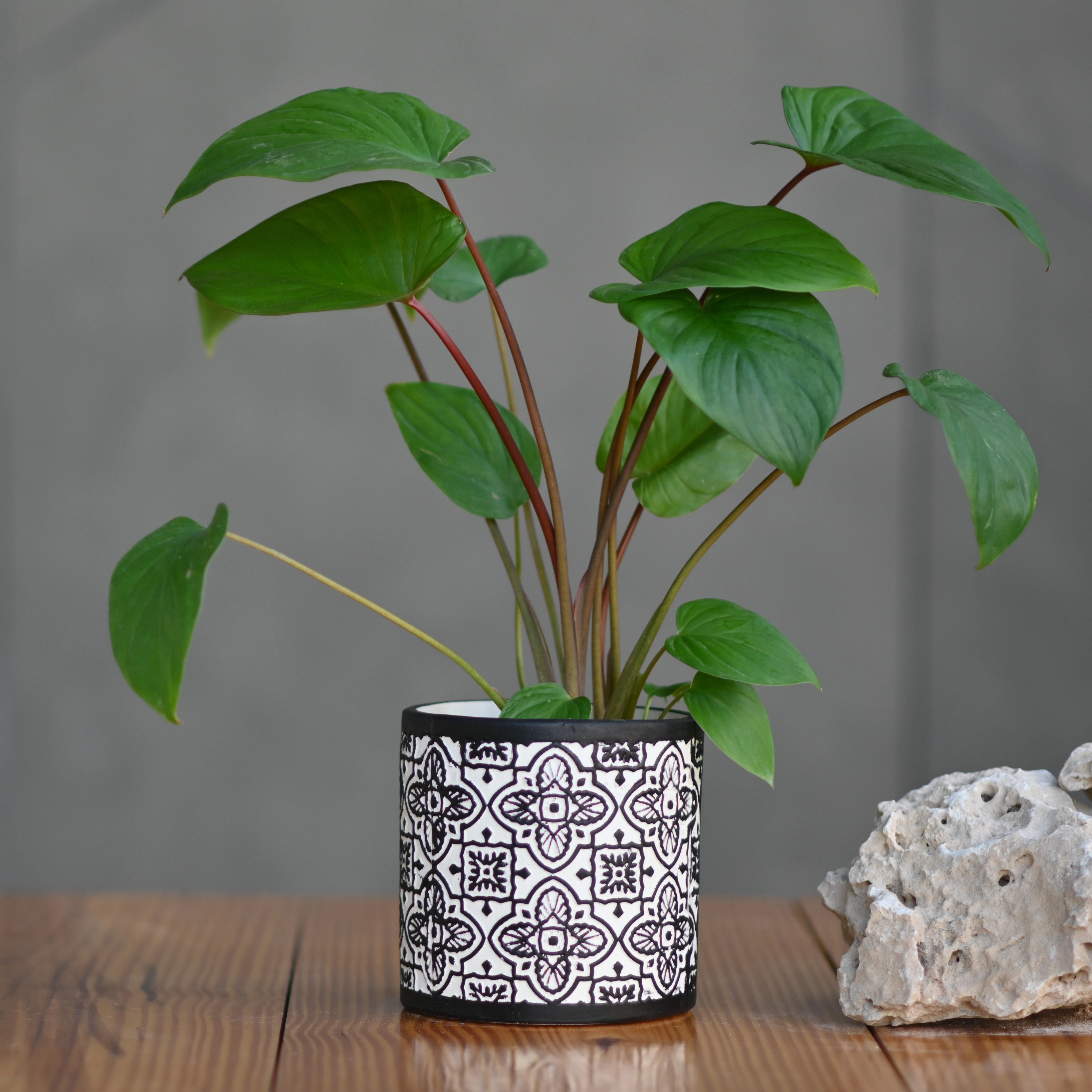 Ceramic Mandala Pot For Plants hanging green plant  