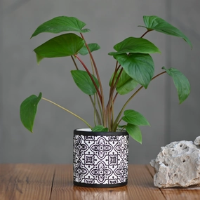 Ceramic Mandala Pot For Plants hanging green plant  