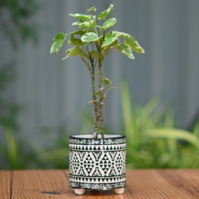 Ceramic Mandala Pot With Legs (Black) desktop planter  