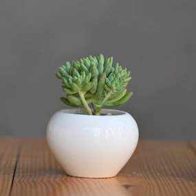 Ceramic Mini Apple Shape Pot hanging green plant  