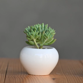 Ceramic Mini Apple Shape Pot cactus succulent plant  