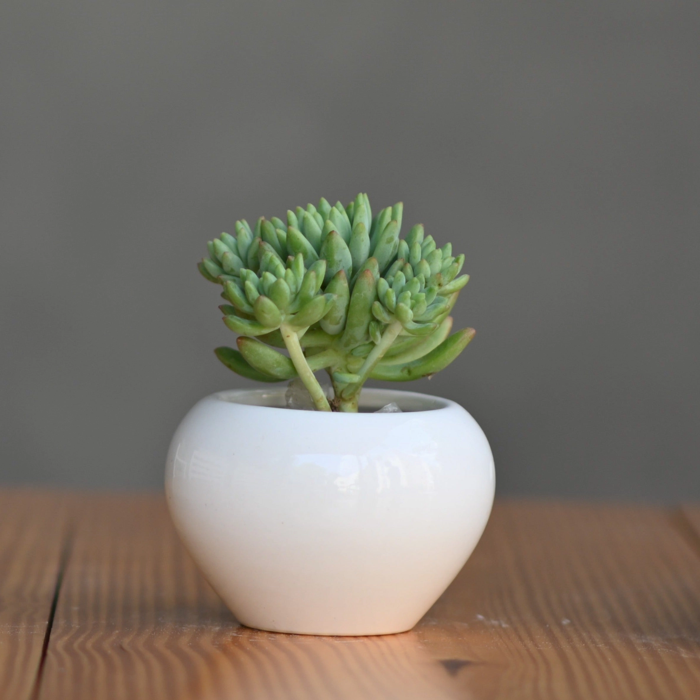 Ceramic Mini Apple Shape Pot shade perennial  