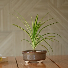 Ceramic Mini Bonsai Bowl Pot shade perennial  